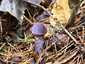Sötétlila pókhálósgomba (Cortinarius violaceus), Őrség